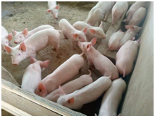 Authentic Botswana Tours picture events