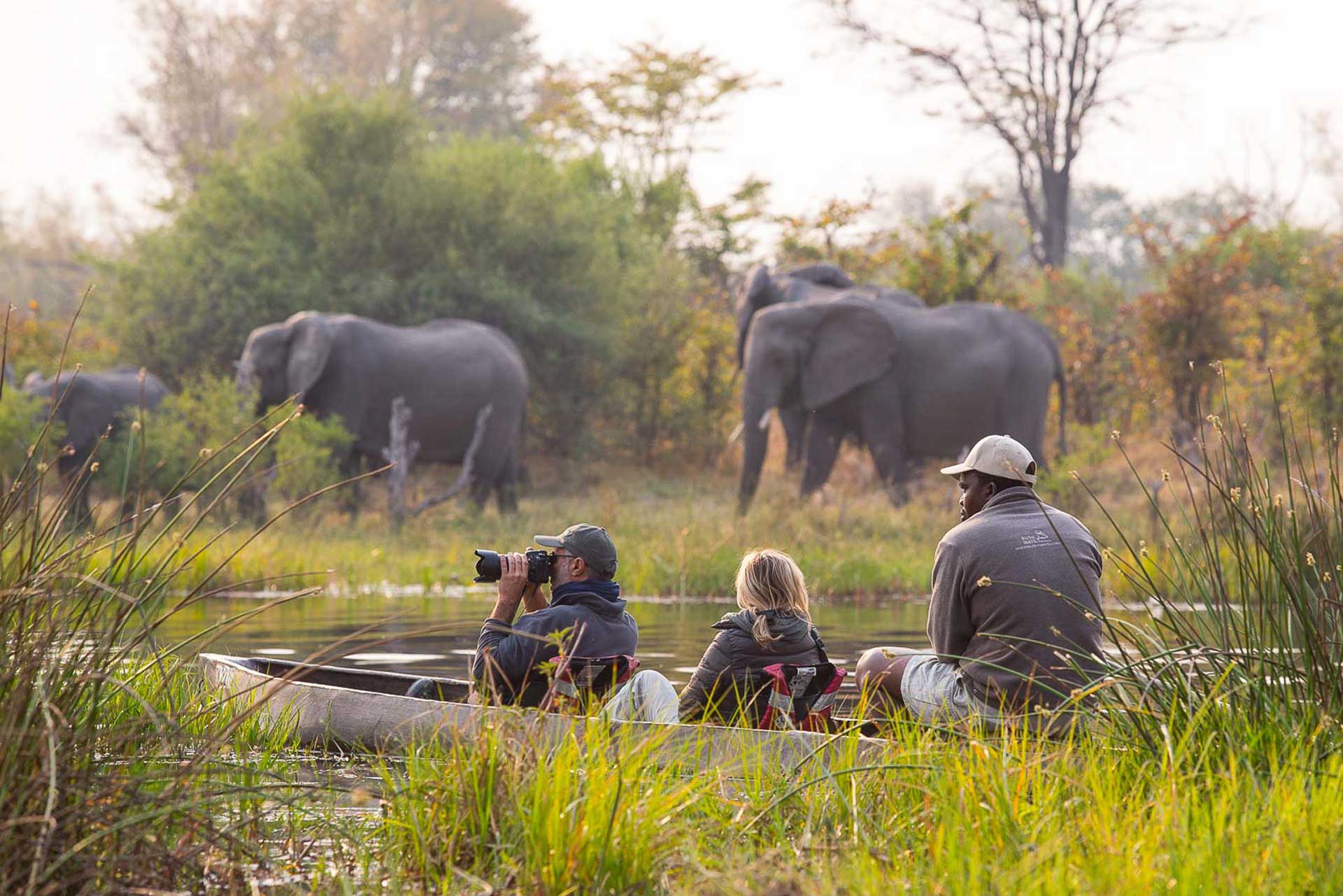 Herd of Eelephants during a boat safari, Authentic Botswana Tours