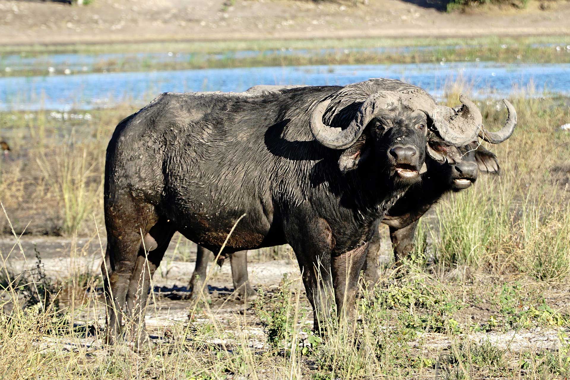 Water Buffalos, Moremi Game Reserve, Authentic Botswana Tours