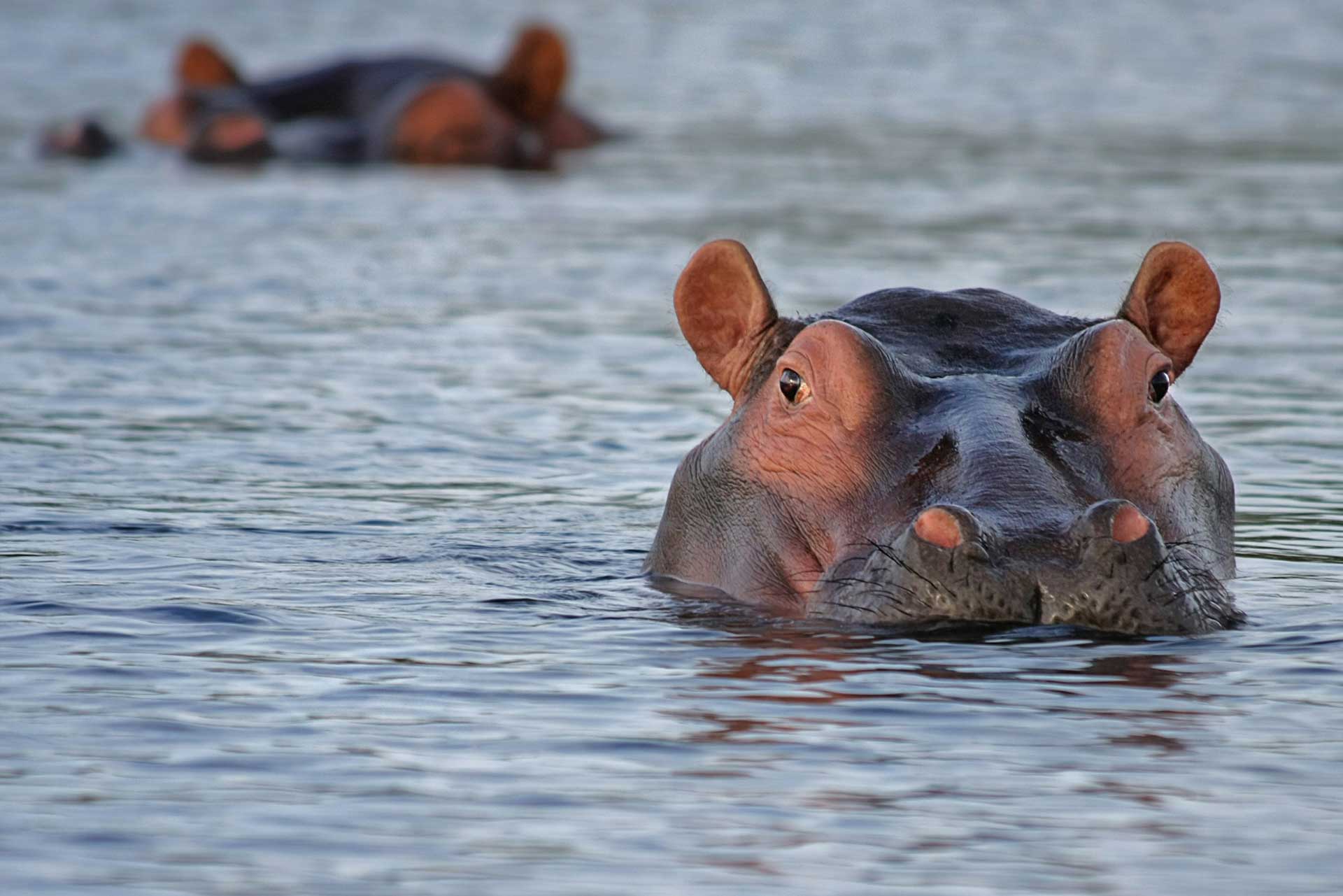 Hippo at Chobe River, Authentic Botswana Tours